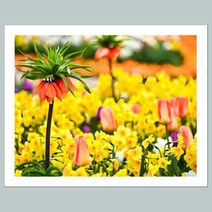 #1009 P-8X10 Crown Imperial 8x10 Glossy Photo - Fast-Secure Shipping